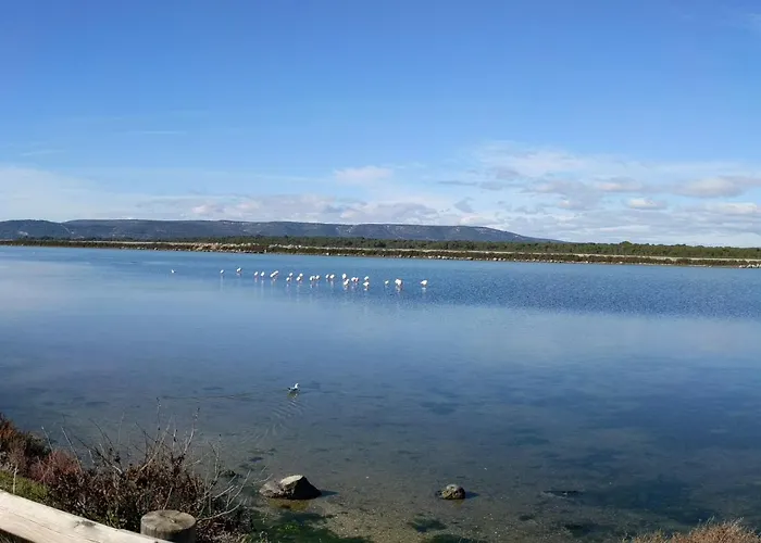 Anthemis * フロンティニャン